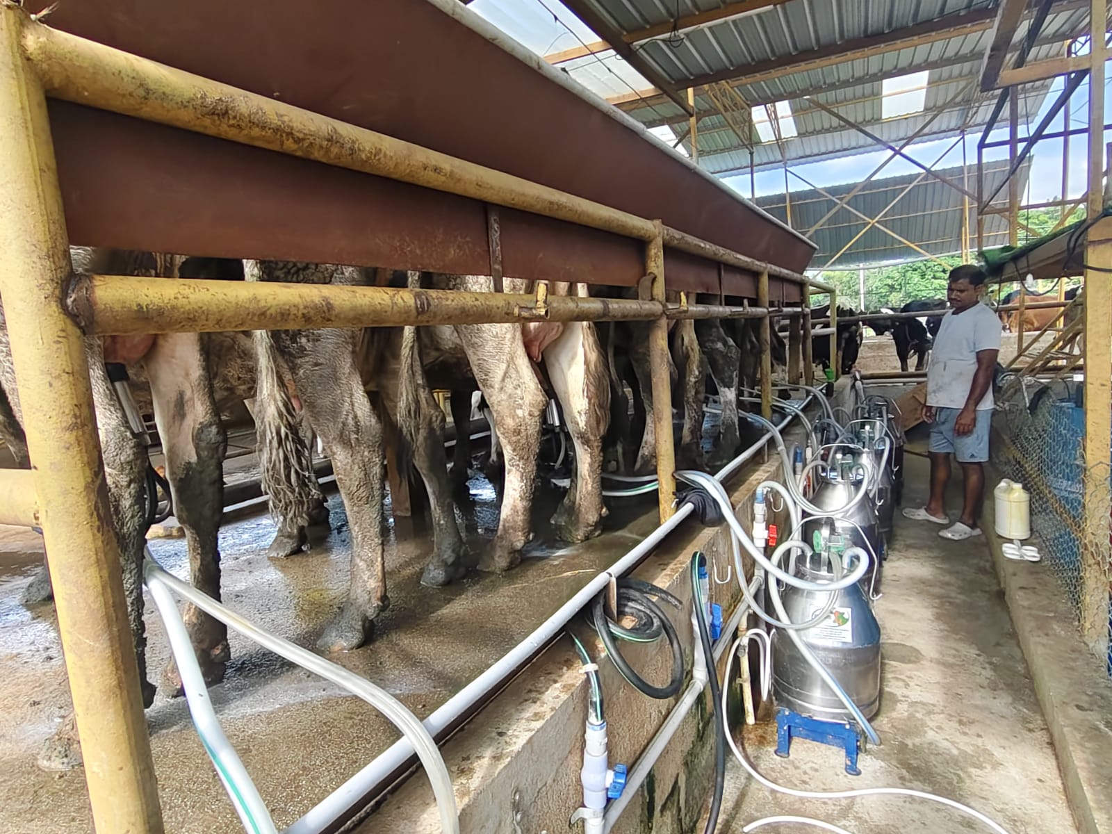 Milking Area